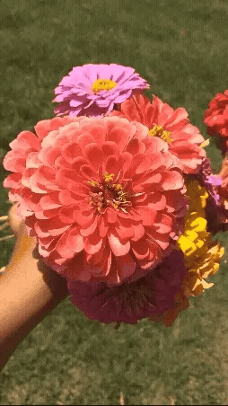 Flower Seeds Pack + Free Booster