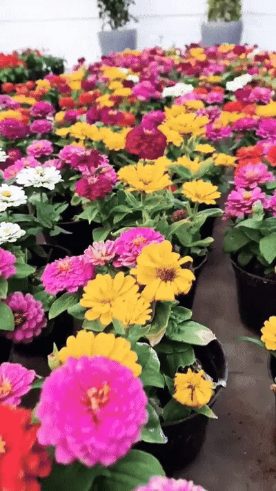 Flower Seeds Pack + Free Booster